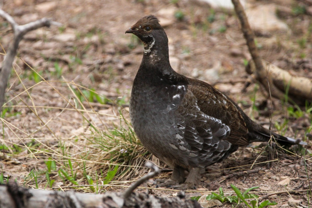 Dusky Grouse - John Wilson