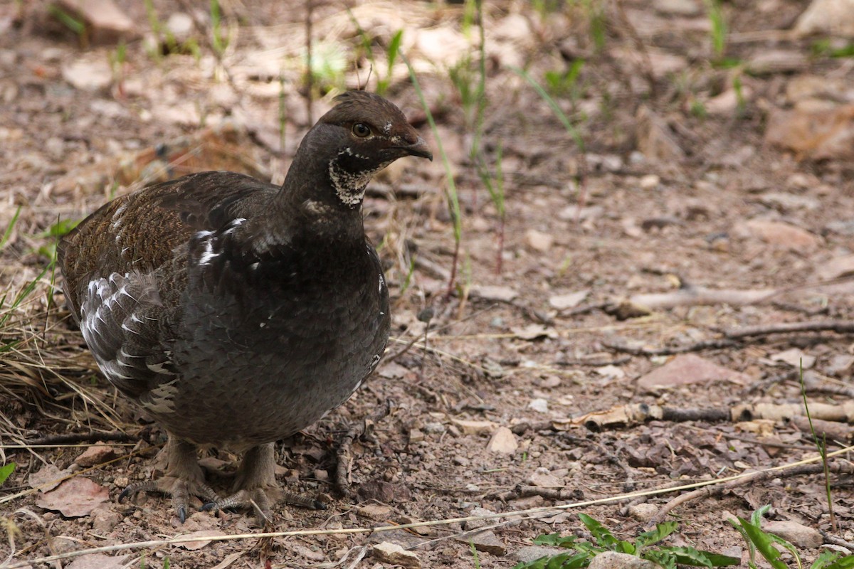 Dusky Grouse - John Wilson