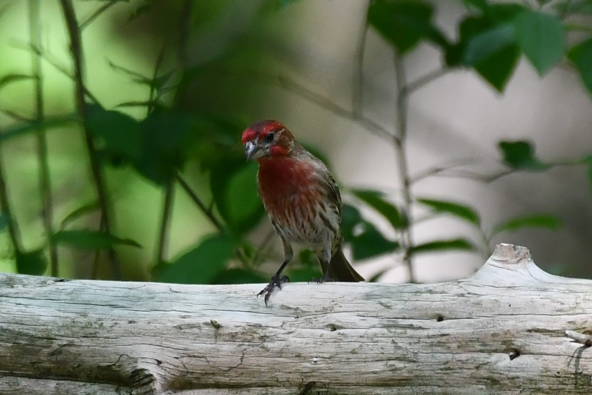 House Finch - ML452173221