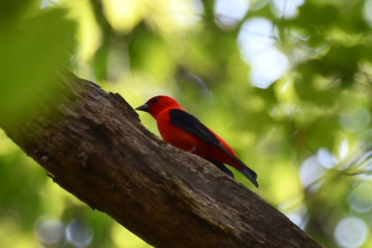 Scarlet Tanager - ML452173291