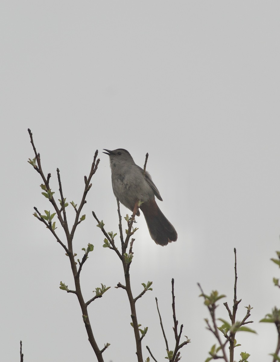 Pájaro Gato Gris - ML452174921