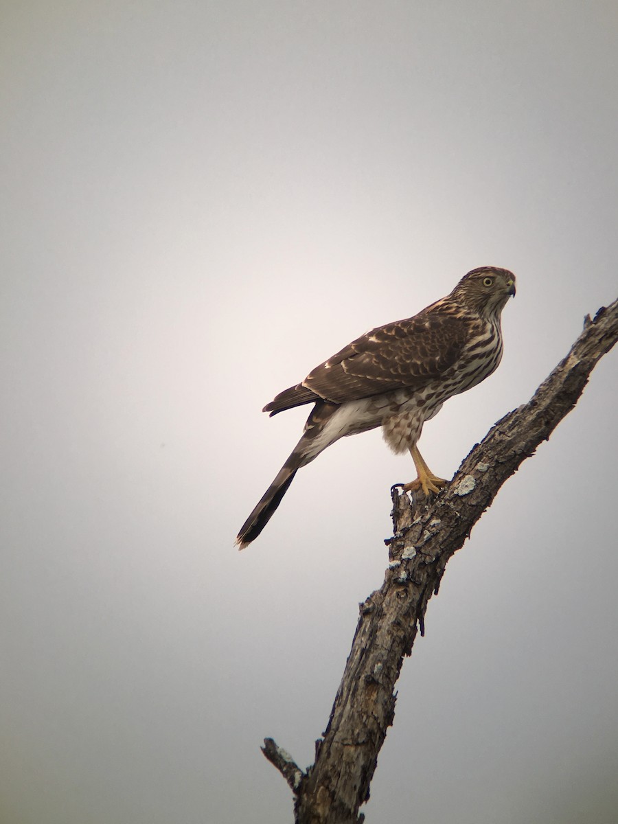 Cooper's Hawk - Sharon Stiteler