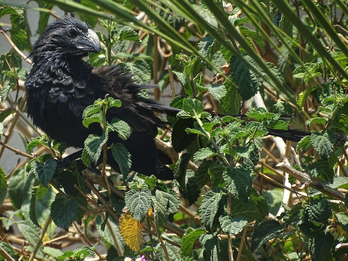 Groove-billed Ani - ML452175291