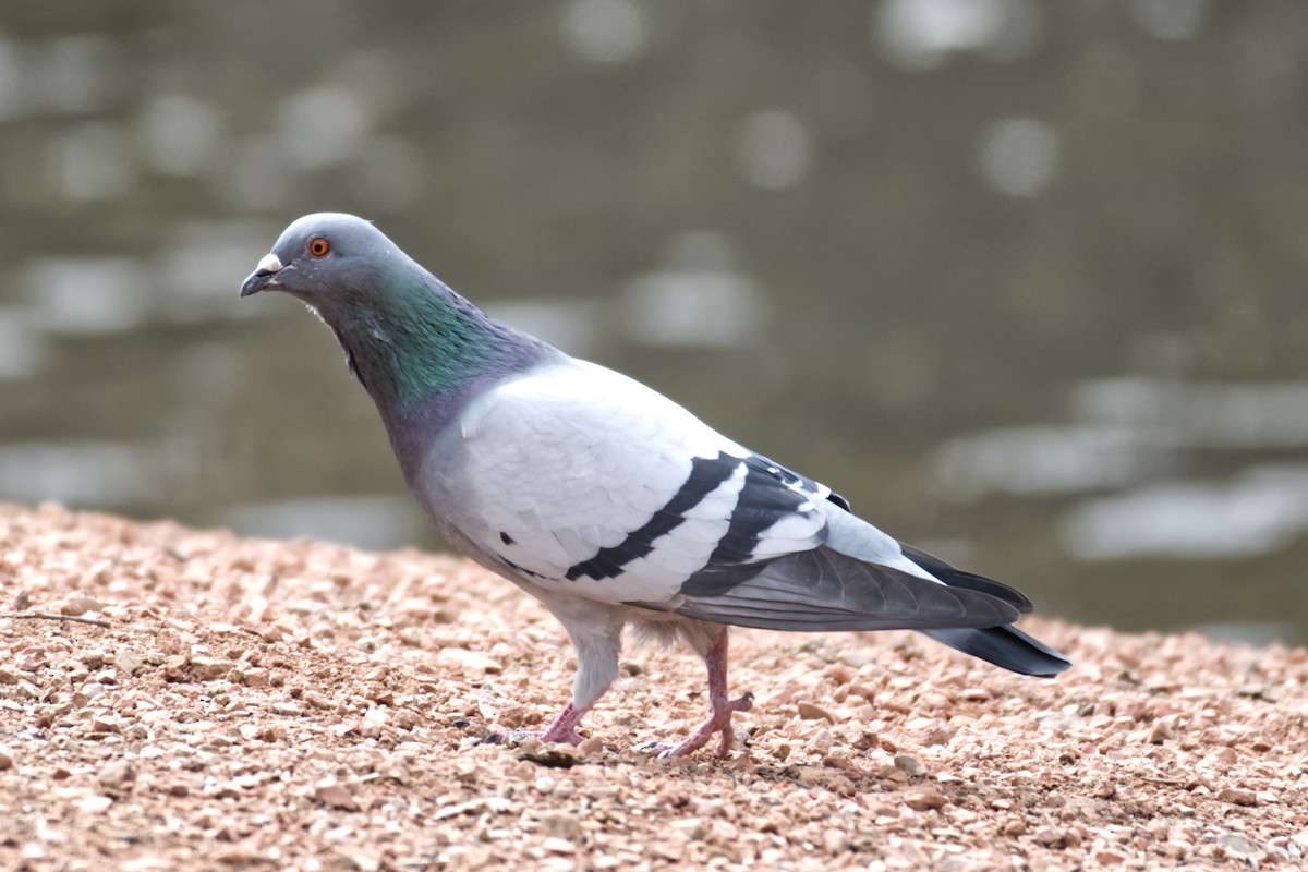 Pigeon biset (forme domestique) - ML452175371