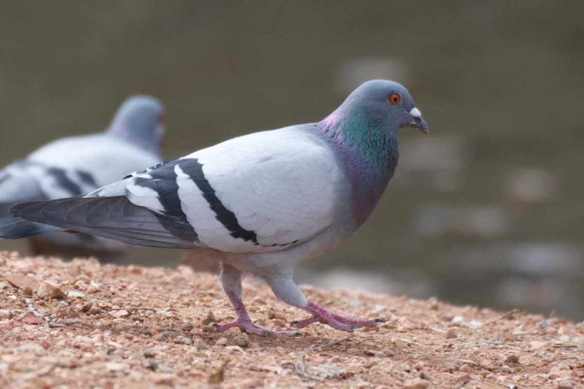 Rock Pigeon (Feral Pigeon) - ML452175591