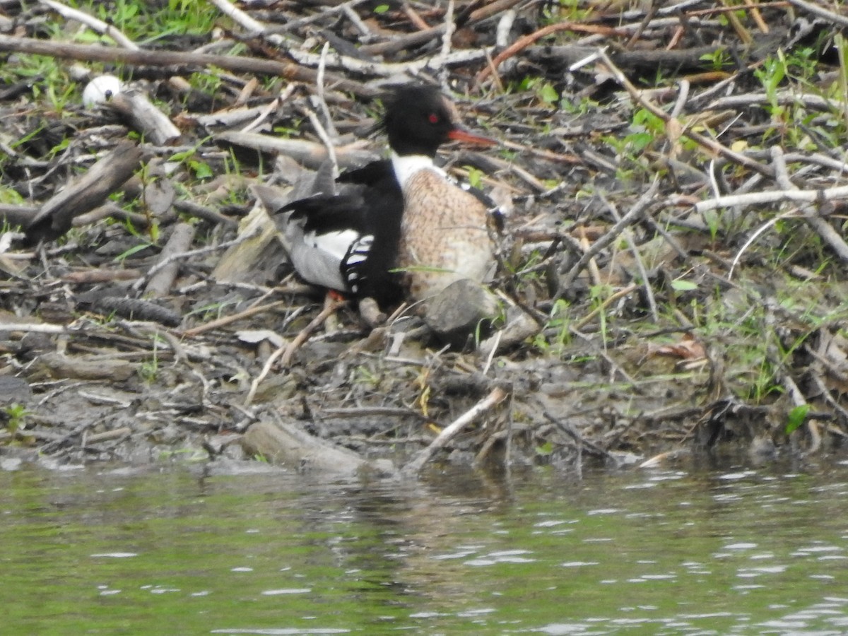 Red-breasted Merganser - ML452175821