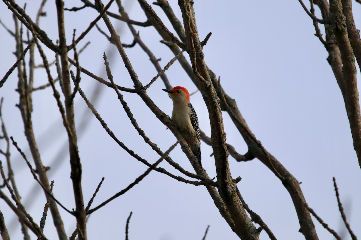 Red-bellied Woodpecker - ML452176291