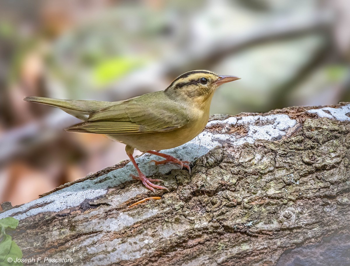 Worm-eating Warbler - ML452176431