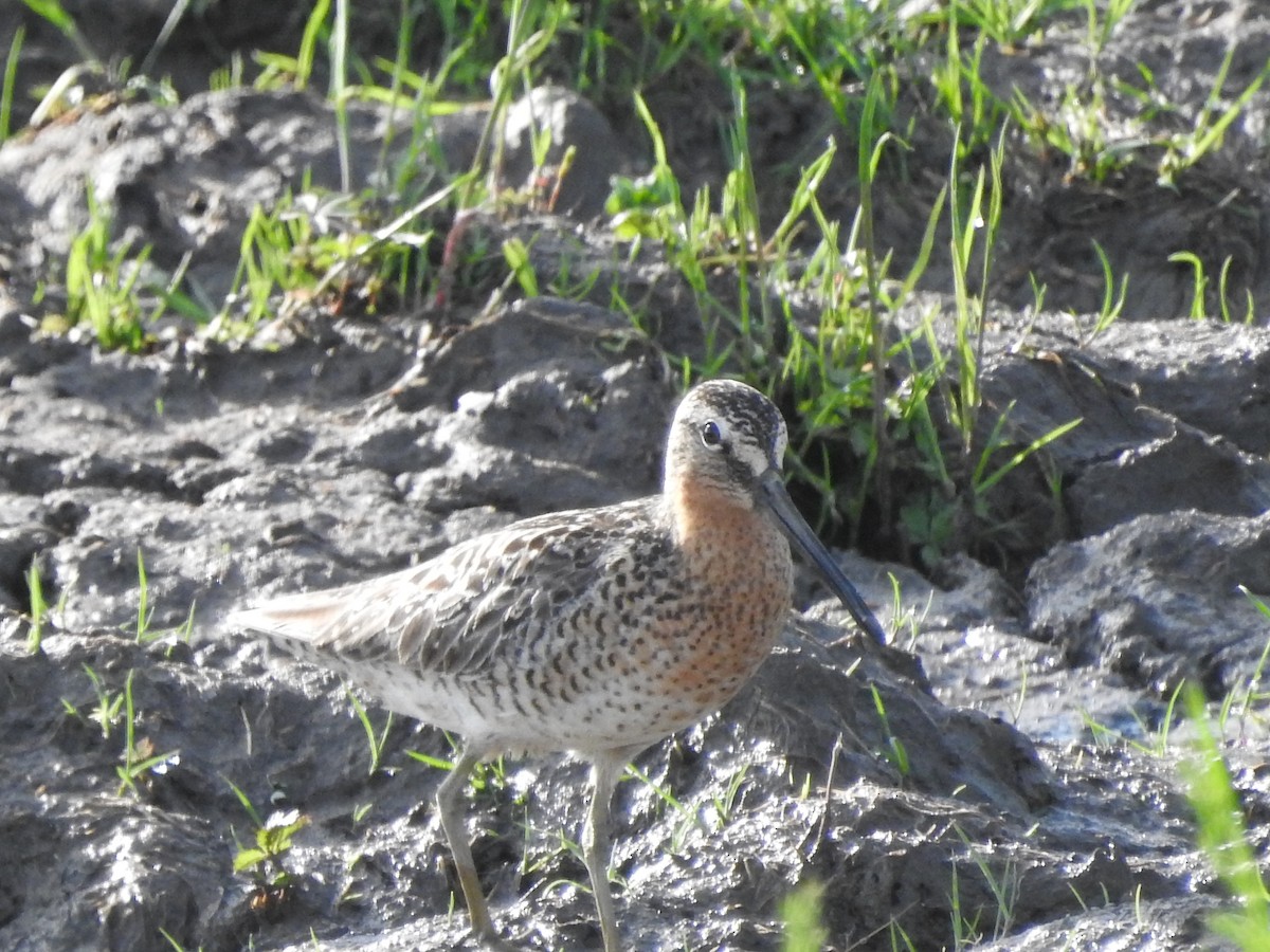 Short-billed Dowitcher - ML452176591