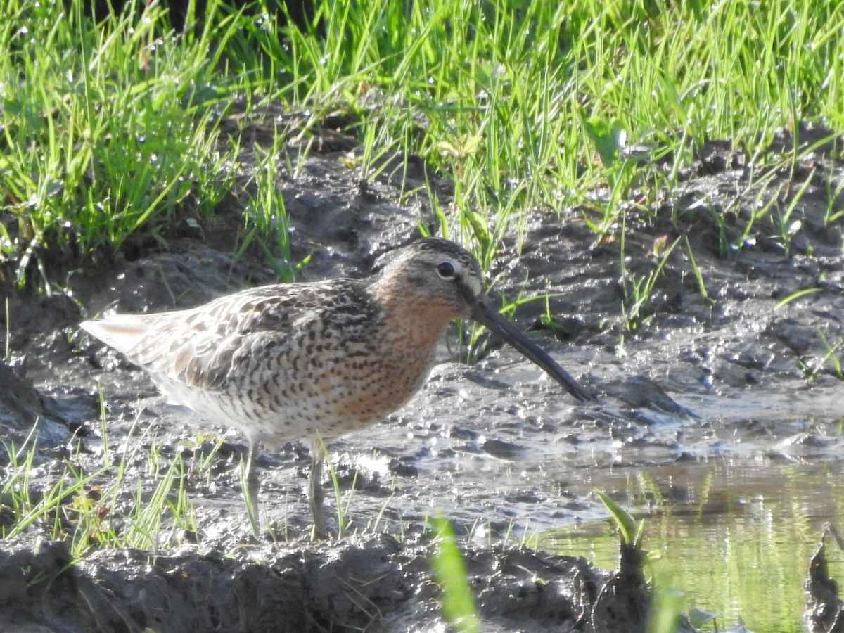 Short-billed Dowitcher - ML452176971