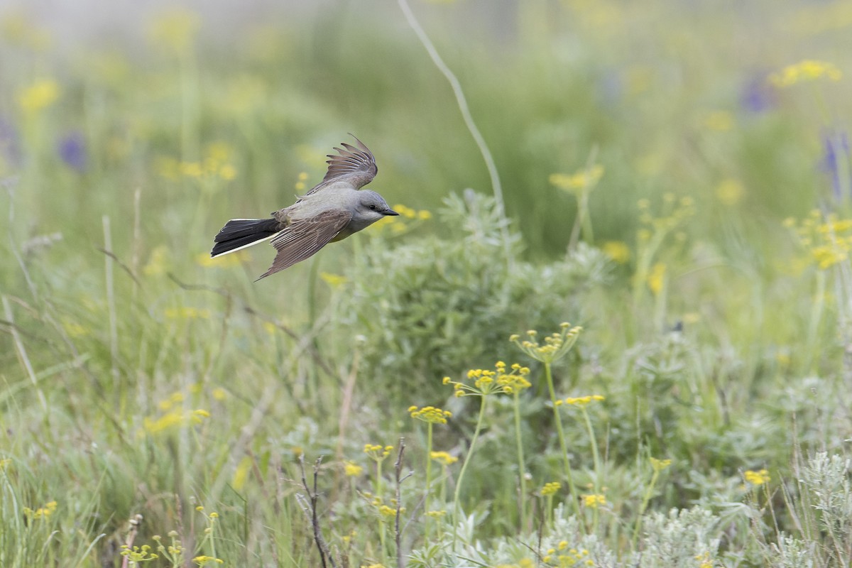 Western Kingbird - ML452179061