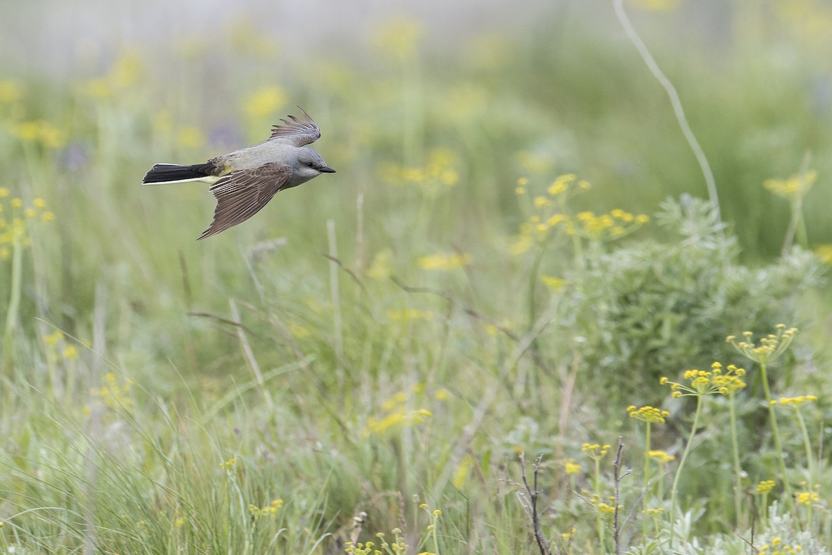 Western Kingbird - ML452179071