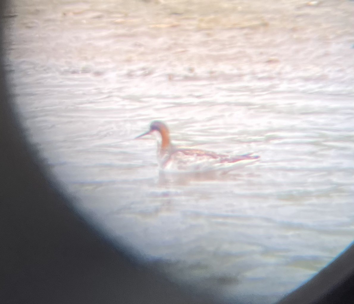 Red-necked Phalarope - ML452179711