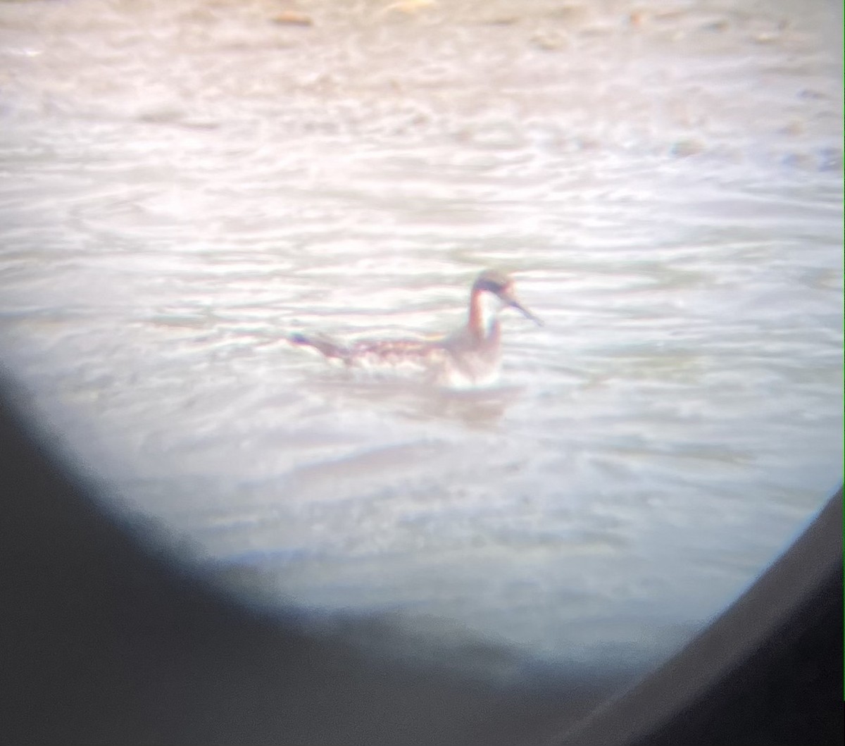 Red-necked Phalarope - Sam Manning