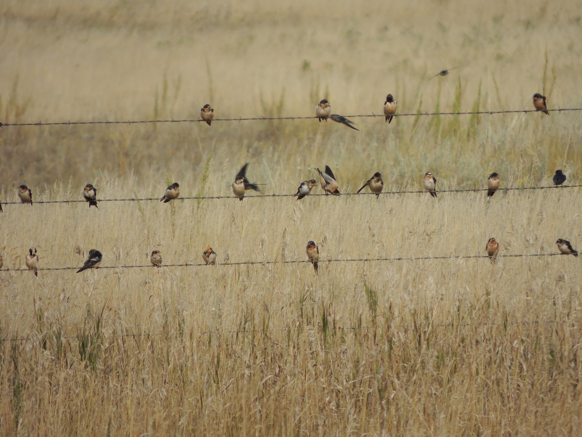 Barn Swallow - ML45217981