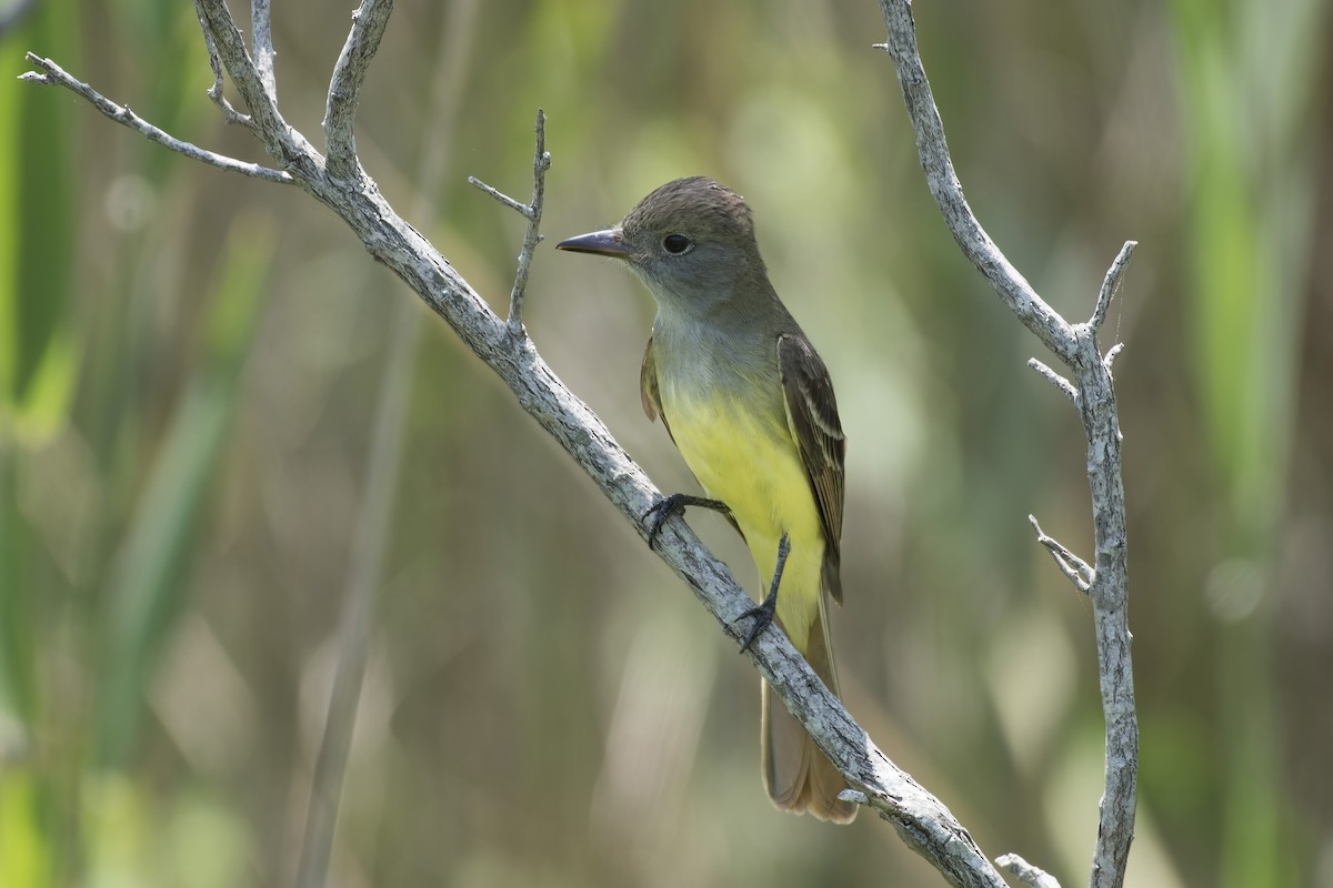 Great Crested Flycatcher - Heather Van Dyk