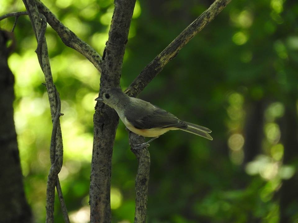 Tufted Titmouse - ML45218101