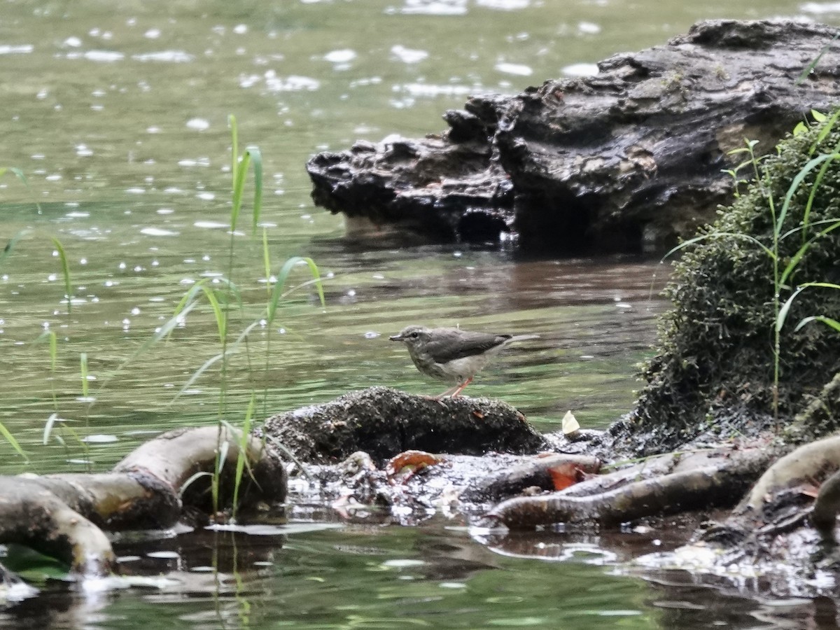 Louisiana Waterthrush - ML452181371