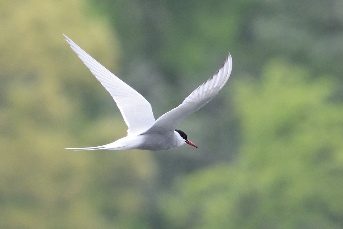 Arctic Tern - Barry Blust