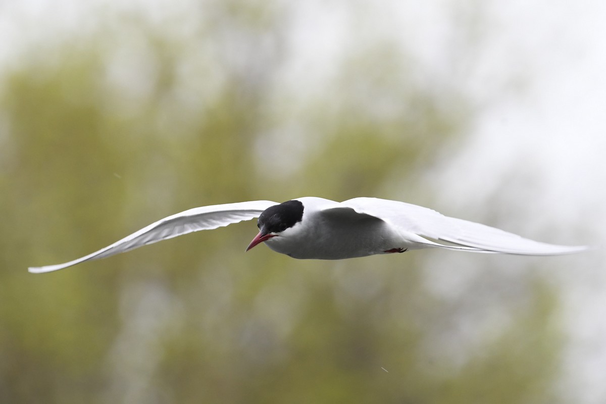 Arctic Tern - Barry Blust