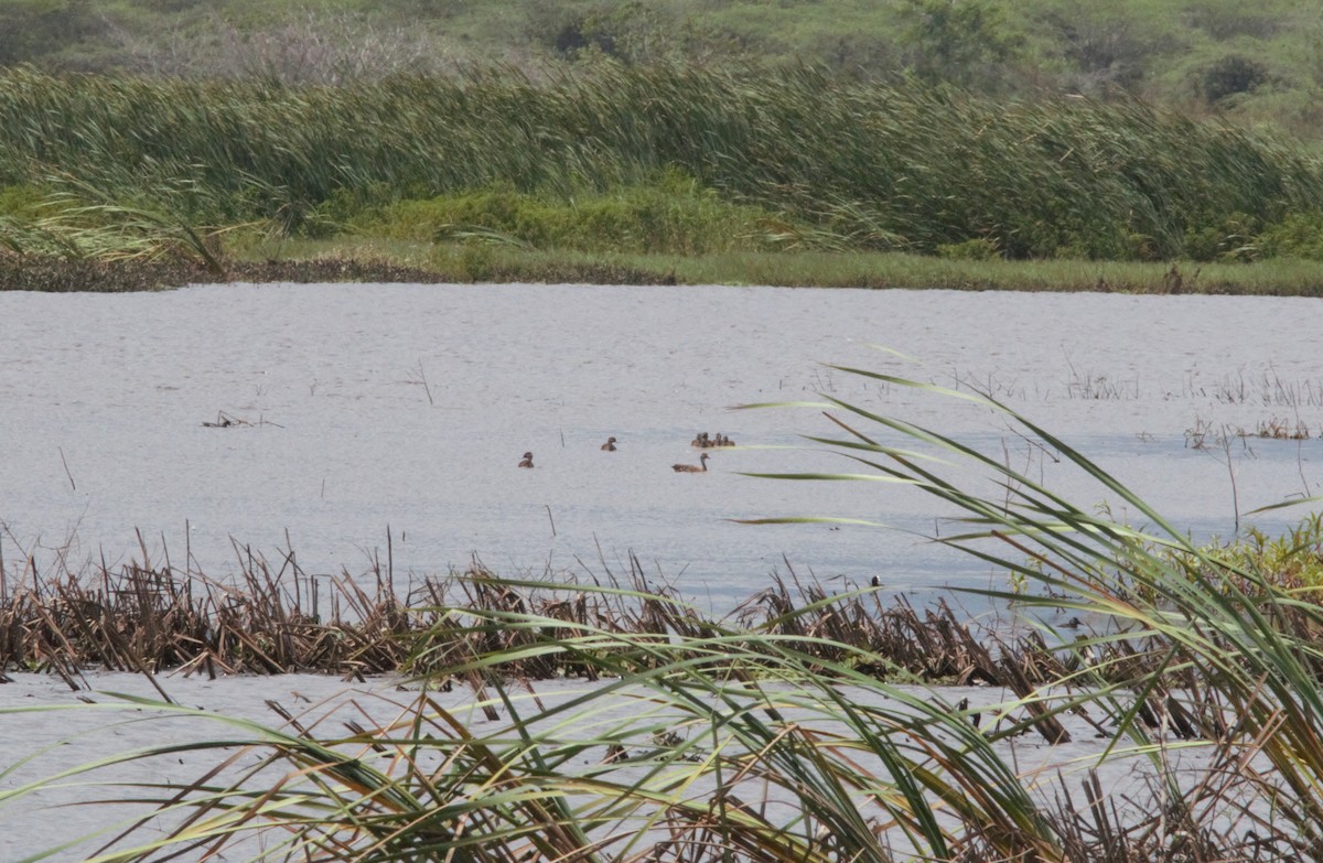 West Indian Whistling-Duck - Anonymous