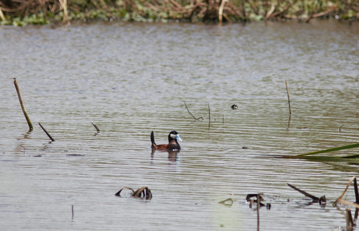 Ruddy Duck - ML452184981