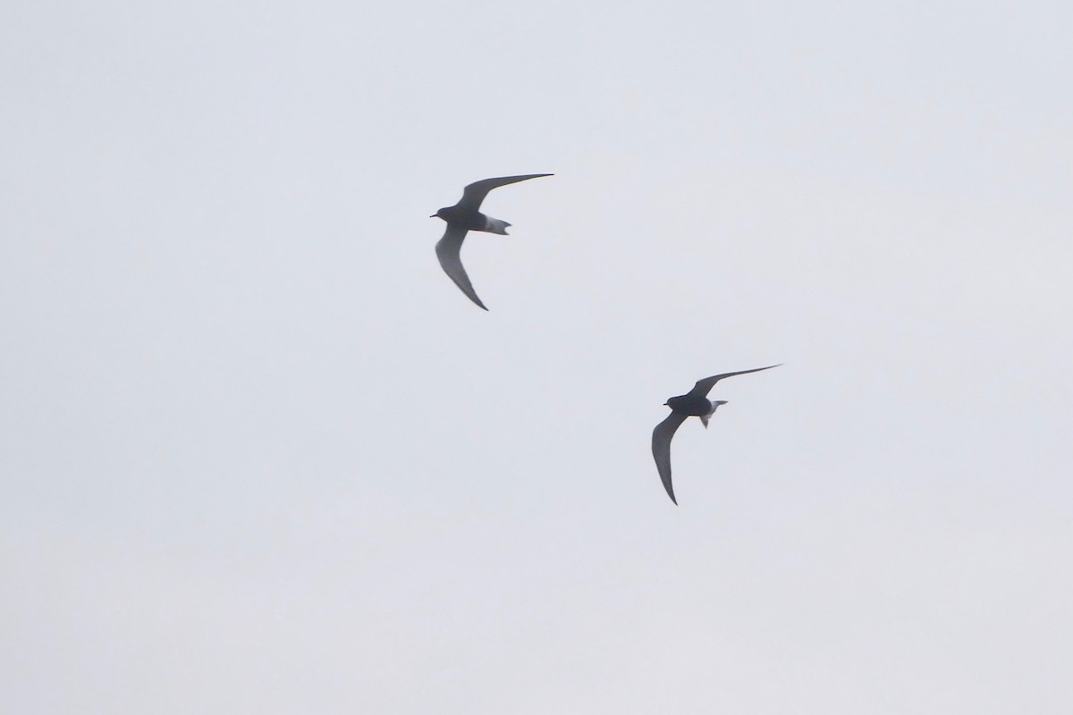 Black Tern - Gautam Apte