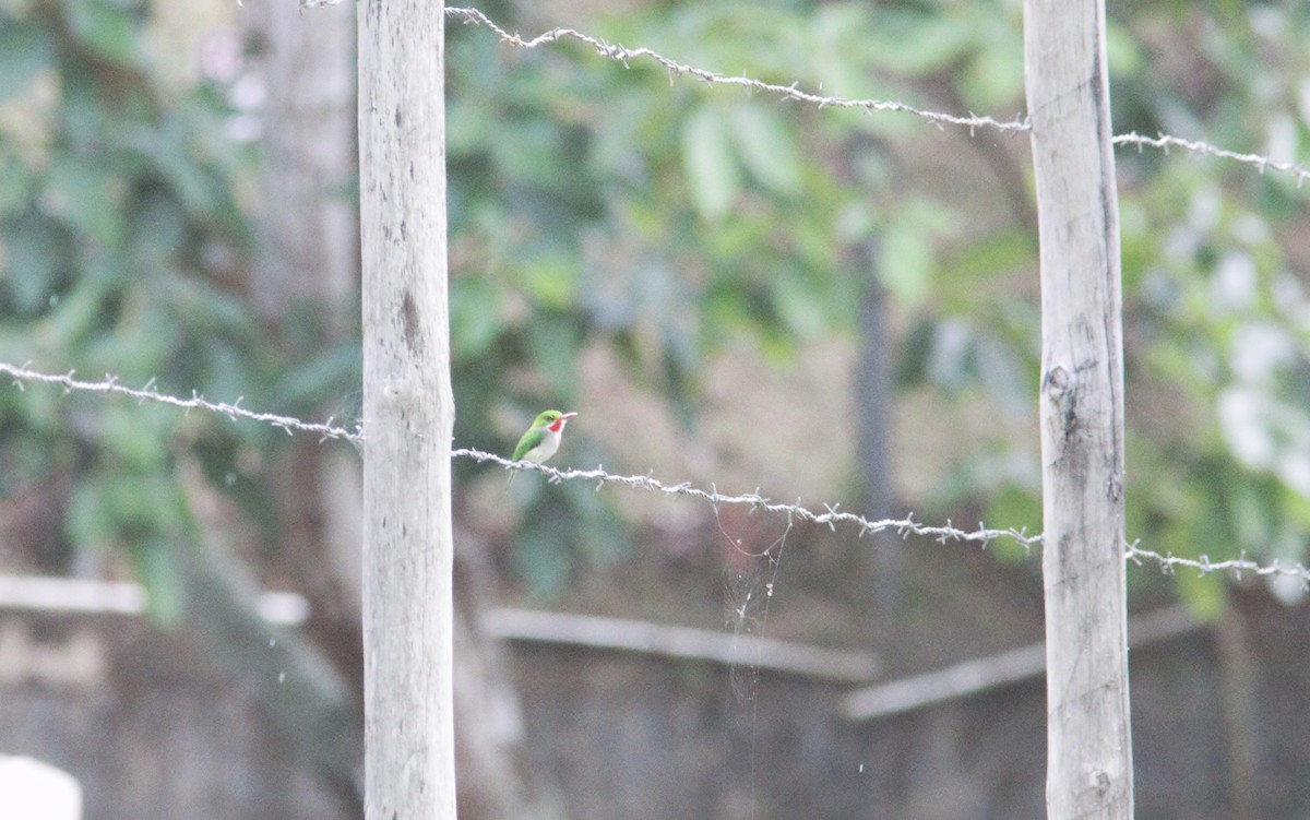 Puerto Rican Tody - ML452185351