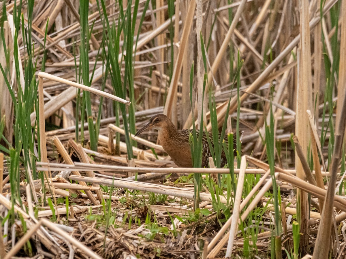 Râle élégant - ML452185581