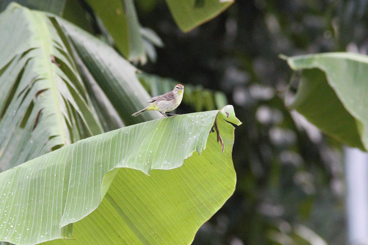 Palm Warbler - ML452185591