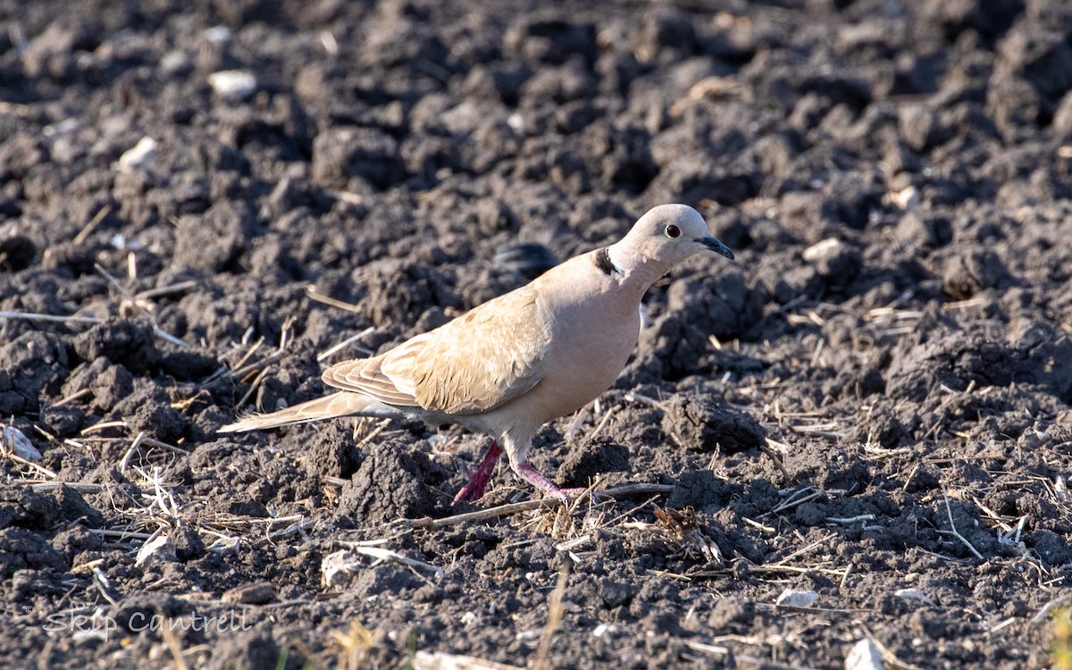 Eurasian Collared-Dove - ML452185991