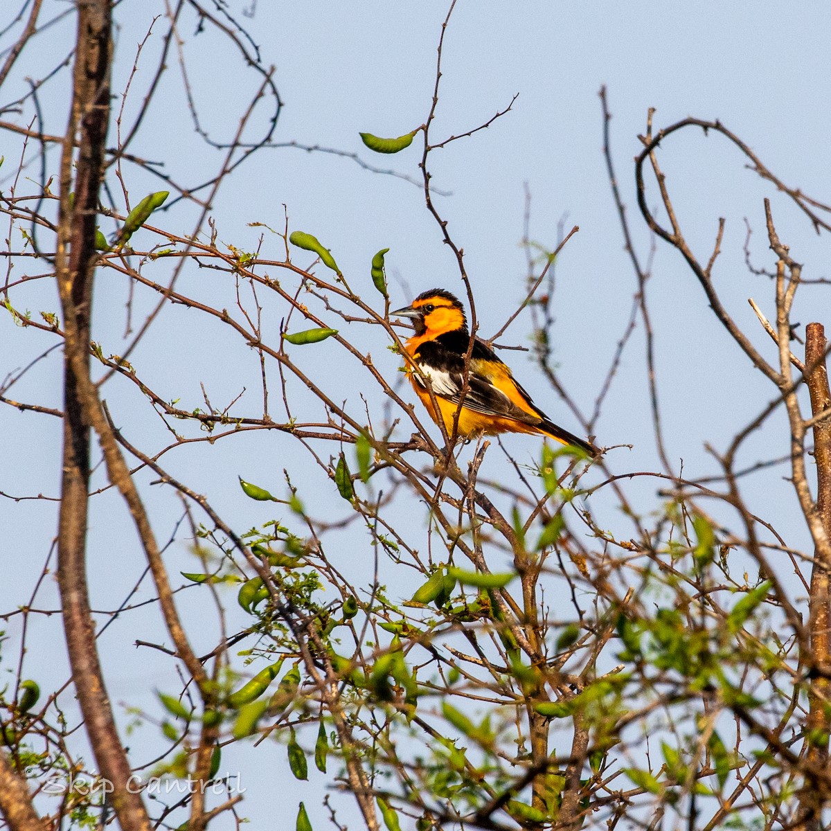 Bullock's Oriole - ML452186041