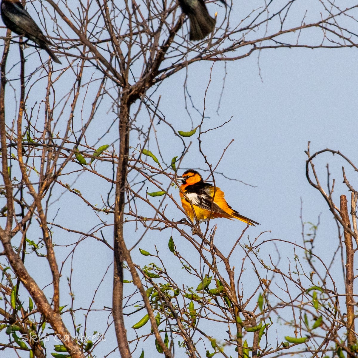 Bullock's Oriole - ML452186051