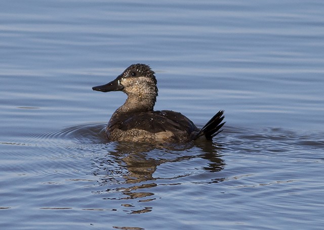 Ruddy Duck - ML45218611