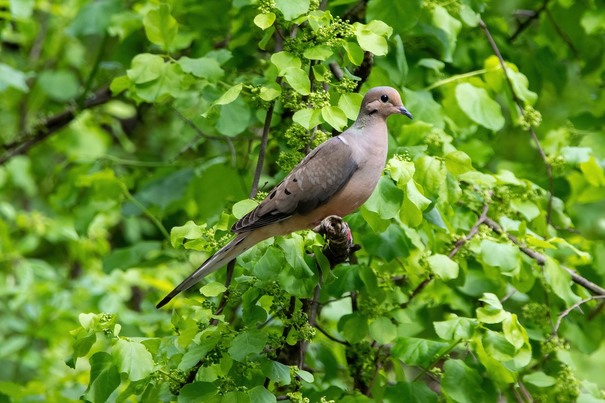 Mourning Dove - ML452191931