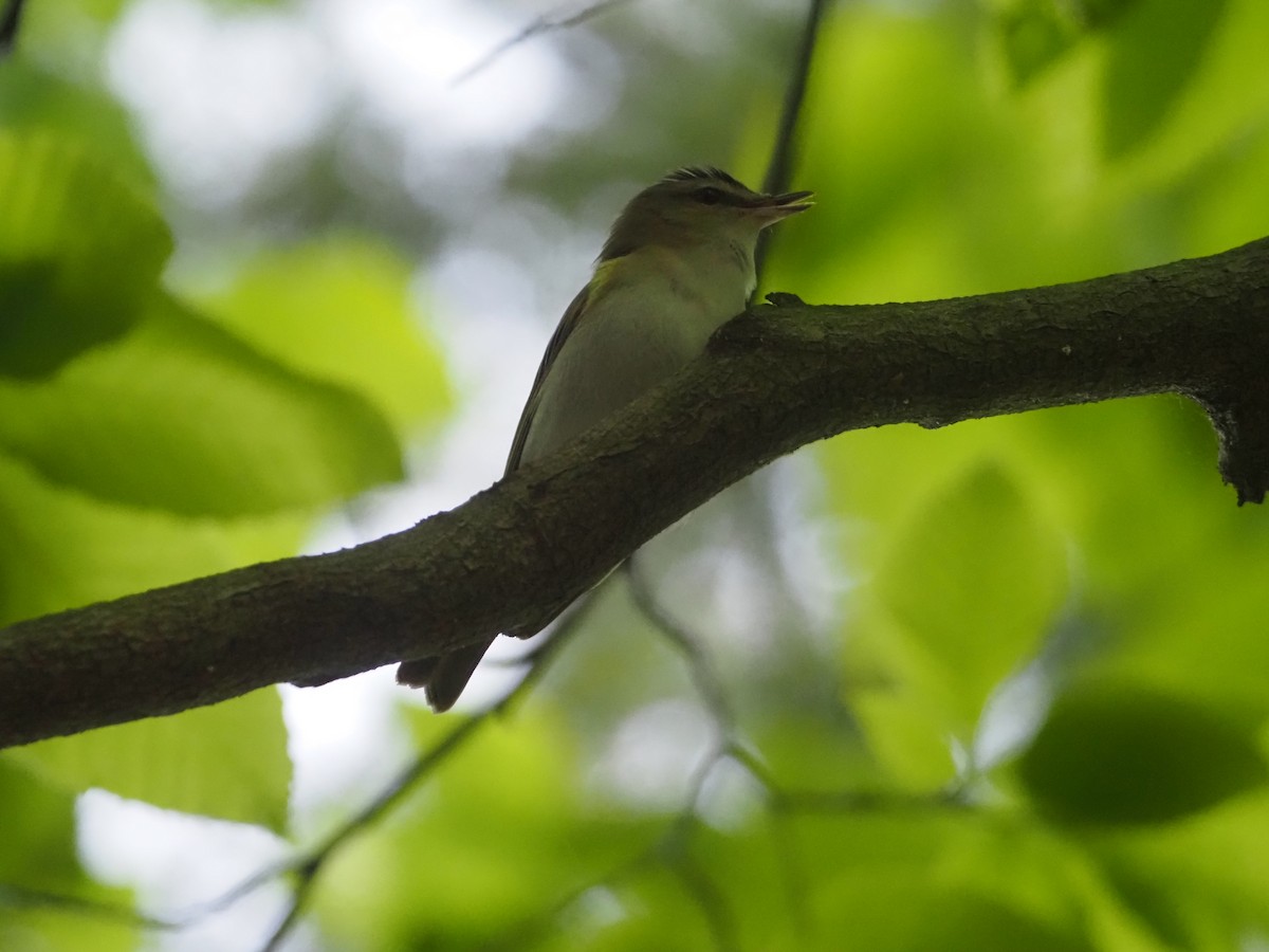 Red-eyed Vireo - ML452193751