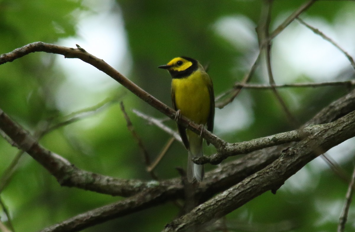 Hooded Warbler - ML452194101