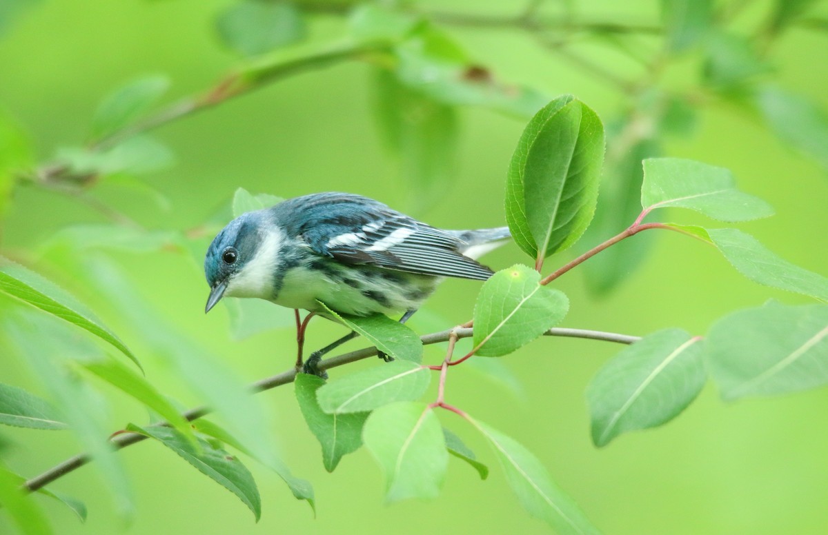 Blauwaldsänger - ML452194441