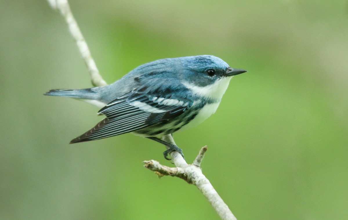 Cerulean Warbler - ML452194681