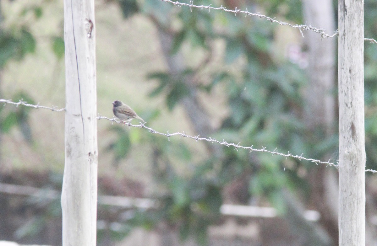 Black-faced Grassquit - ML452194841
