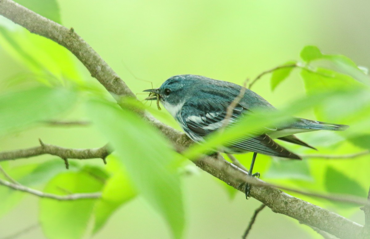 Cerulean Warbler - ML452195281