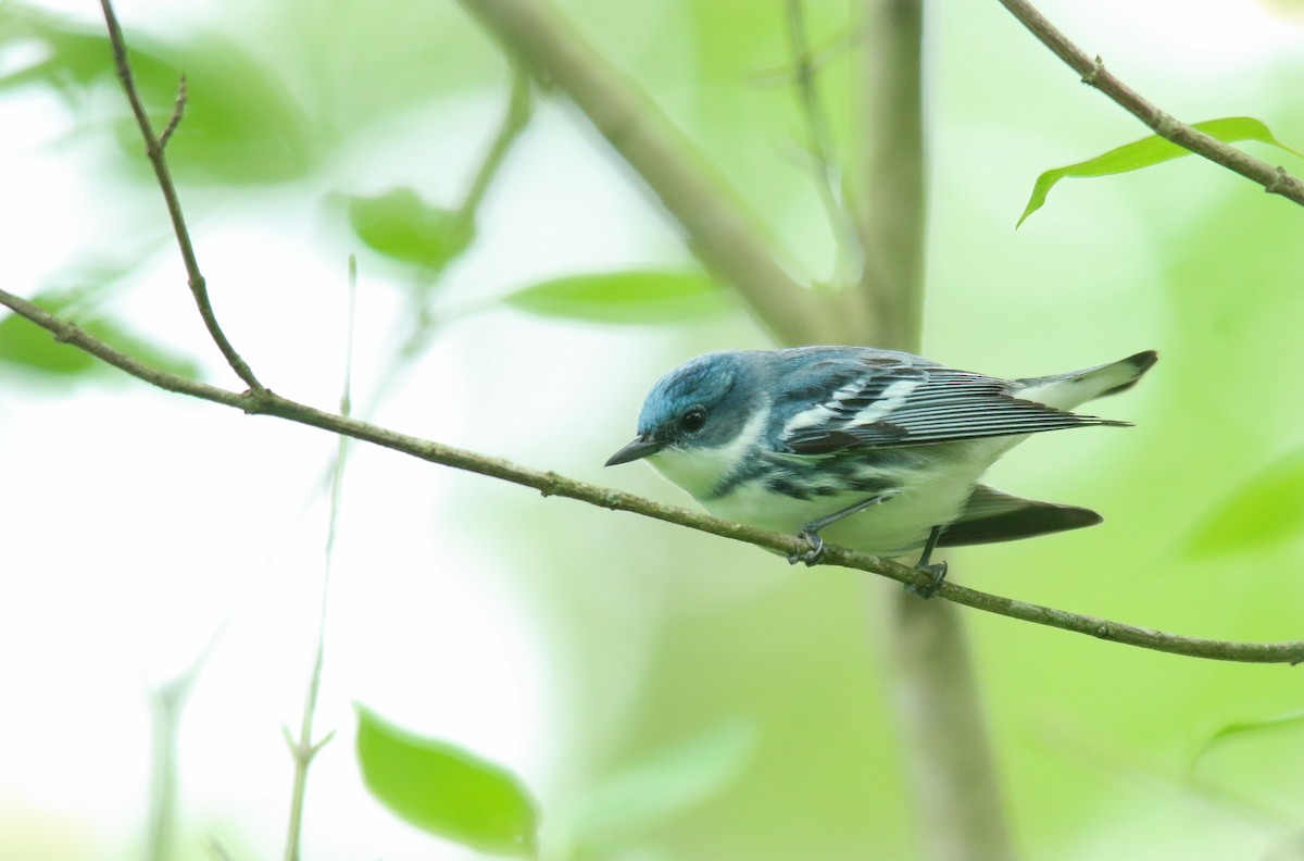 Blauwaldsänger - ML452195661