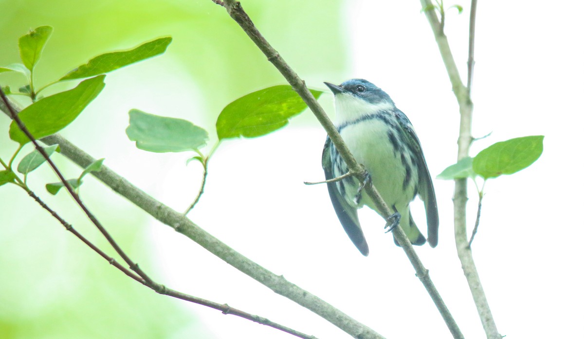 Blauwaldsänger - ML452195901