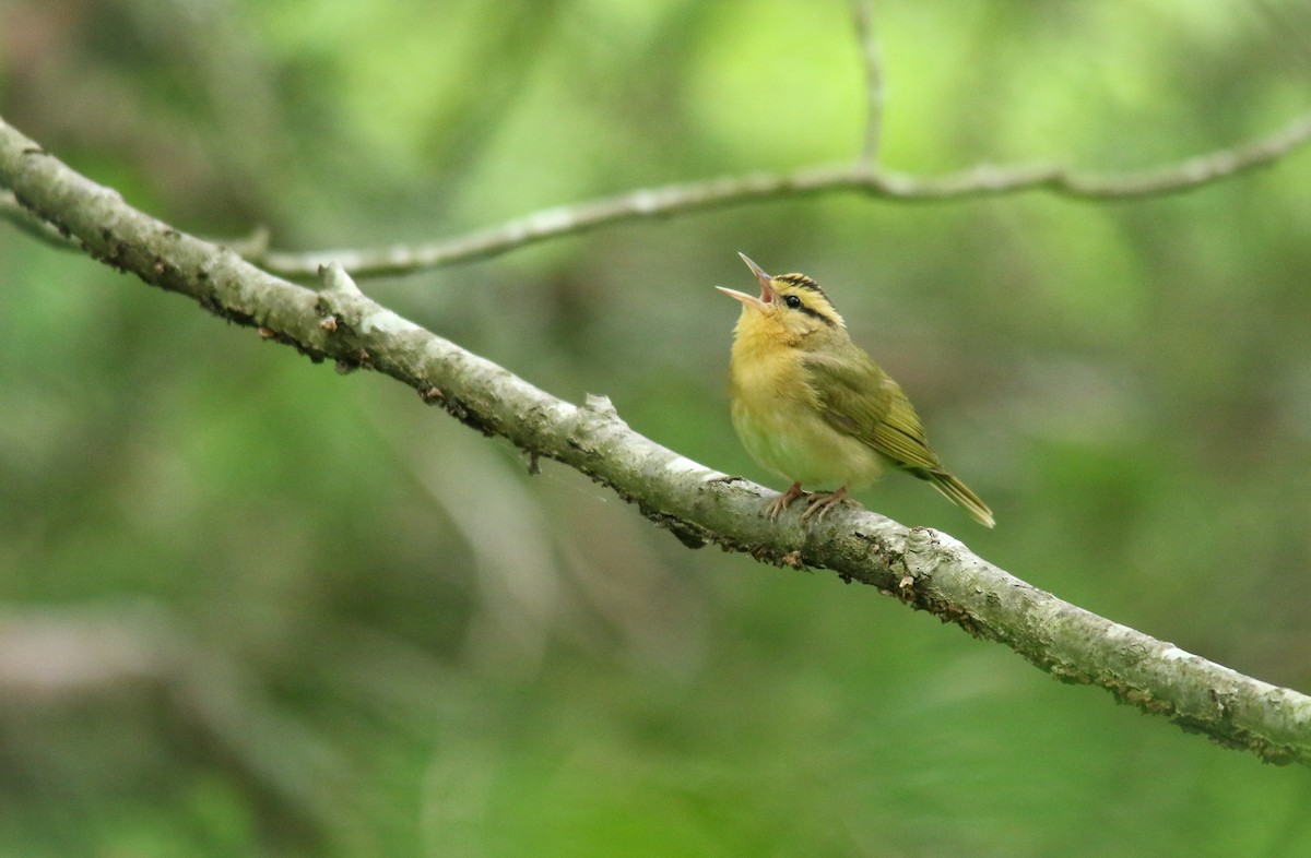 Paruline vermivore - ML452196291