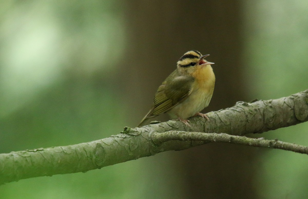 Paruline vermivore - ML452196541