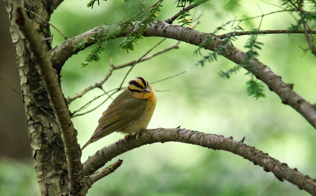 Paruline vermivore - ML452196551