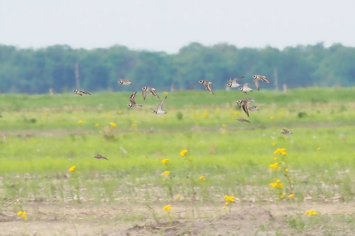 Semipalmated Plover - ML452196671