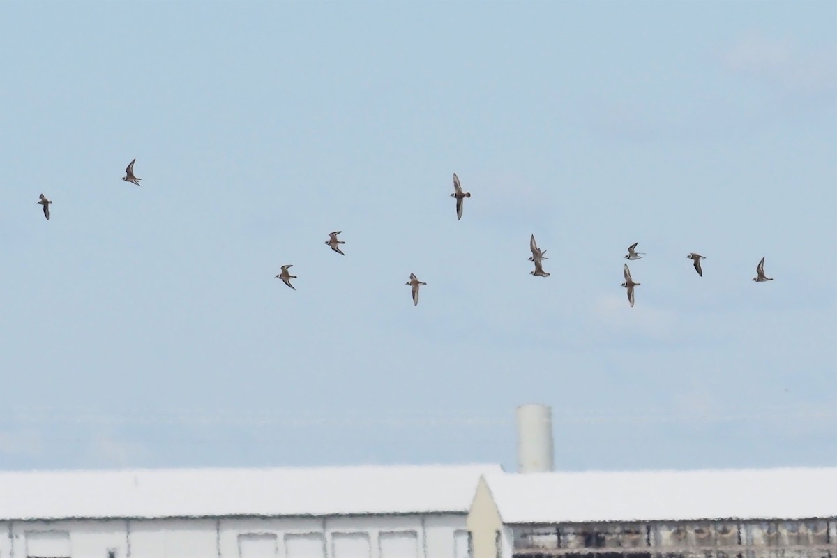 Semipalmated Plover - ML452196701