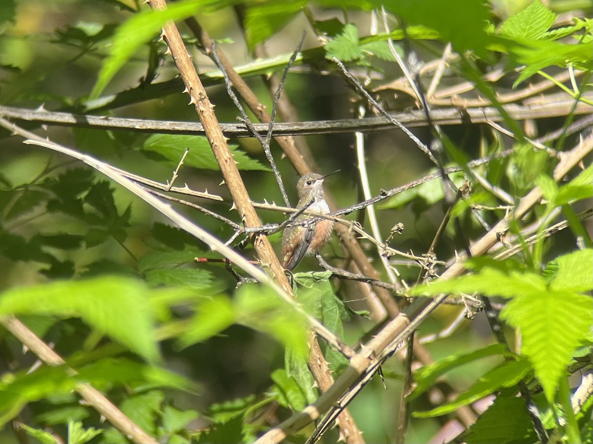 Rufous Hummingbird - ML452197061