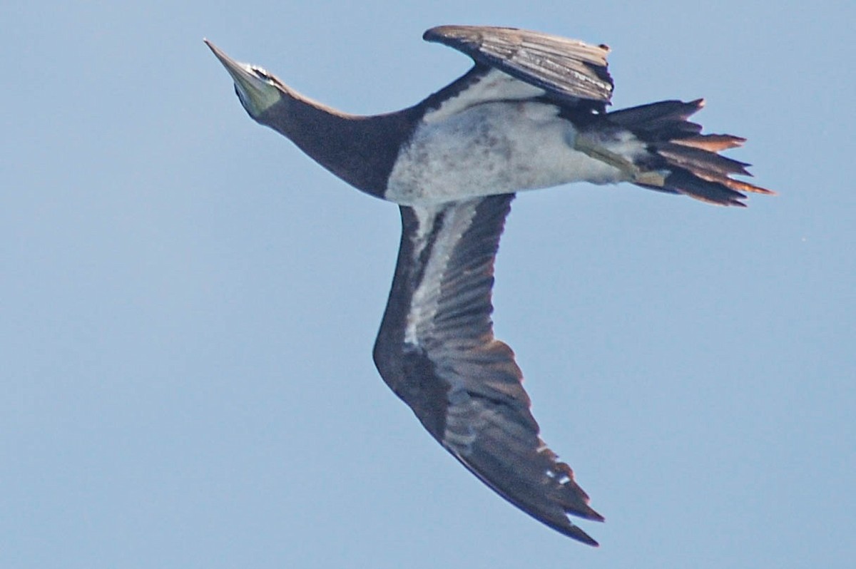 Brown Booby - ML452197171